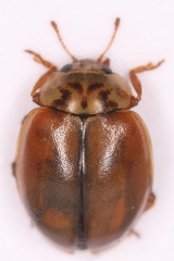Aphidecta obliterata