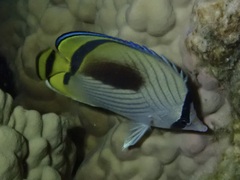 Chaetodon vagabundus