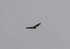 Cathartes aura septentrionalis