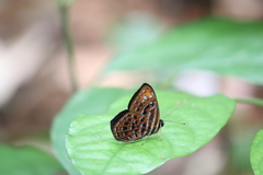 Laxita thuisto