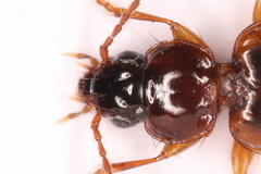 Trechus quadristriatus