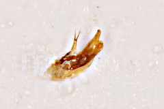 Trechus quadristriatus