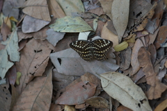 Lexias pardalis jadeitina
