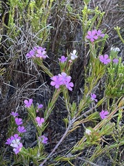 Acmadenia obtusata