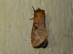 Alenophalera
