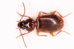 Trechus quadristriatus