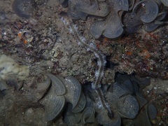 Euapta