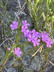 Acmadenia obtusata