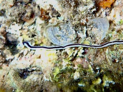 Baseodiscus hemprichii