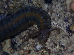 Euapta