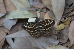 Lexias pardalis jadeitina