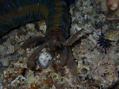 Euapta