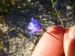 Heliophila refracta