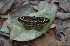 Lexias pardalis jadeitina