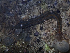 Euapta