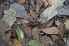 Lexias pardalis jadeitina