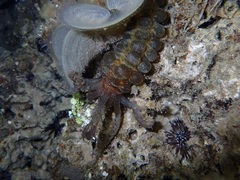 Euapta