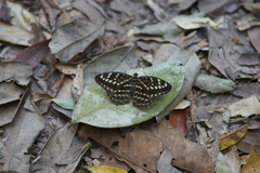 Lexias pardalis jadeitina