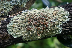 Punctelia bolliana