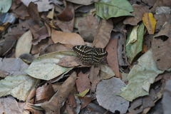 Lexias pardalis jadeitina