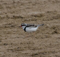 Elseyornis melanops