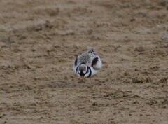 Elseyornis melanops