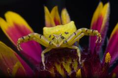 Thomisus citrinellus