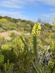 Struthiola argentea