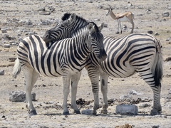 Equus quagga burchellii