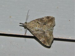 Hypena laceratalis