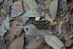 Lexias pardalis jadeitina