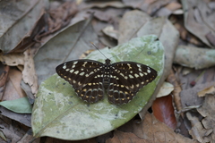 Lexias pardalis jadeitina
