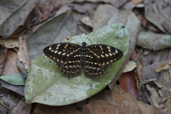 Lexias pardalis jadeitina