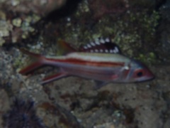 Neoniphon sammara
