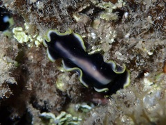 Pseudoceros paralaticlavus