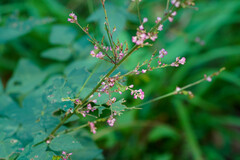 Hylodesmum podocarpum oxyphyllum