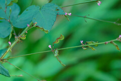 Hylodesmum podocarpum oxyphyllum