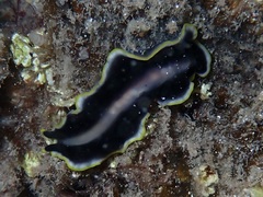 Pseudoceros paralaticlavus