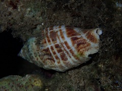 Gibberulus gibberulus