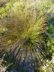 Staberoha distachyos