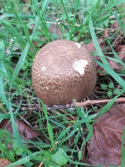 Agaricus augustus