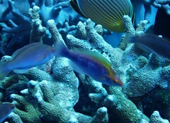 Mirolabrichthys tuka