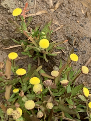 Cotula coronopifolia