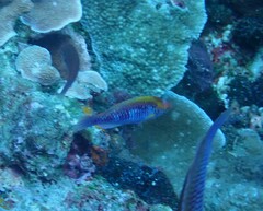 Mirolabrichthys tuka