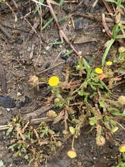 Cotula coronopifolia