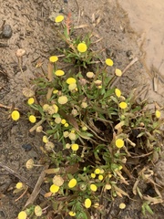 Cotula coronopifolia