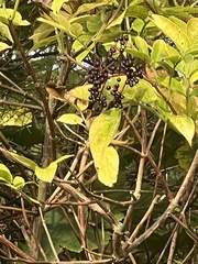 Sambucus nigra