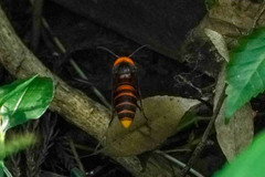 Vespa mandarinia japonica