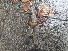Anax parthenope julius