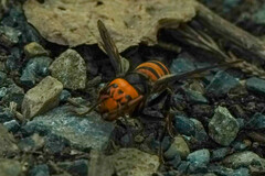 Vespa mandarinia japonica